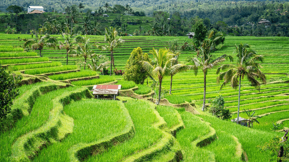 ジャティルウィ ライステラス (Jatiluwih Rice Terraces) | バリ島 北部 観光スポット