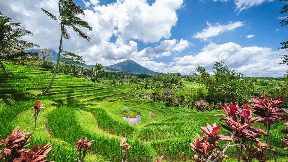 ジャティルウィ ライステラス (Jatiluwih Rice Terraces) | バリ島 北部 観光スポット