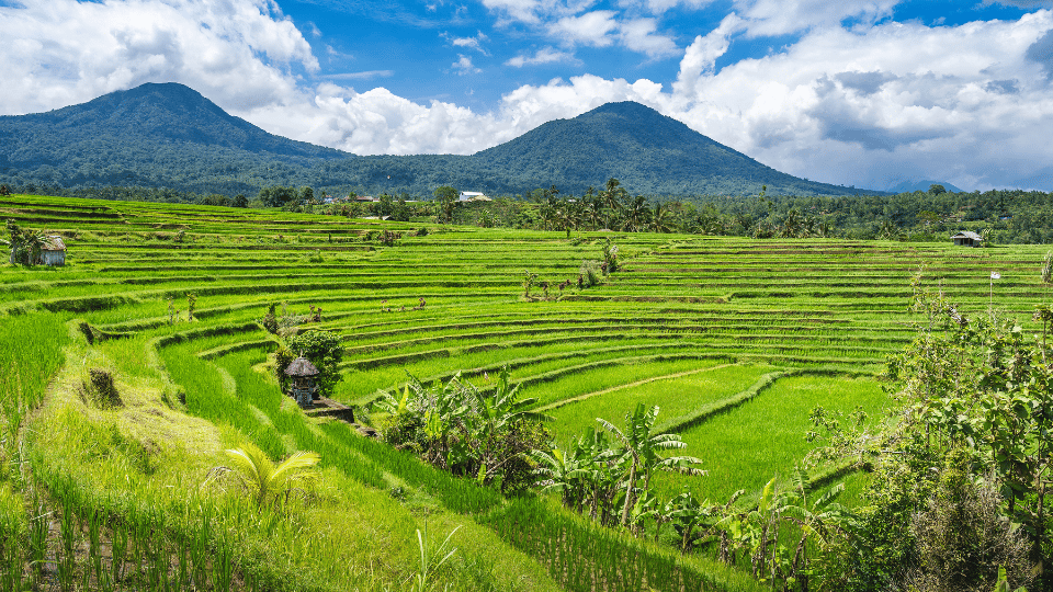 ジャティルウィ ライステラス (Jatiluwih Rice Terraces) | バリ島 北部 観光スポット