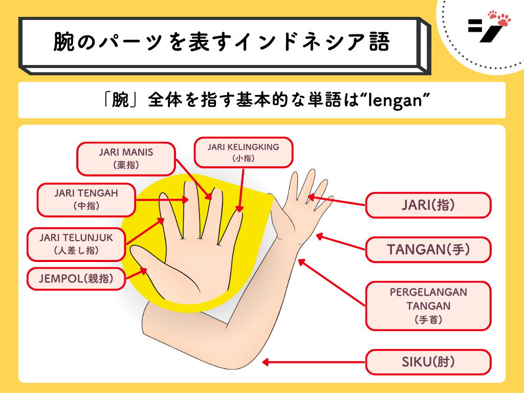 腕のパーツを表すインドネシア語の図解