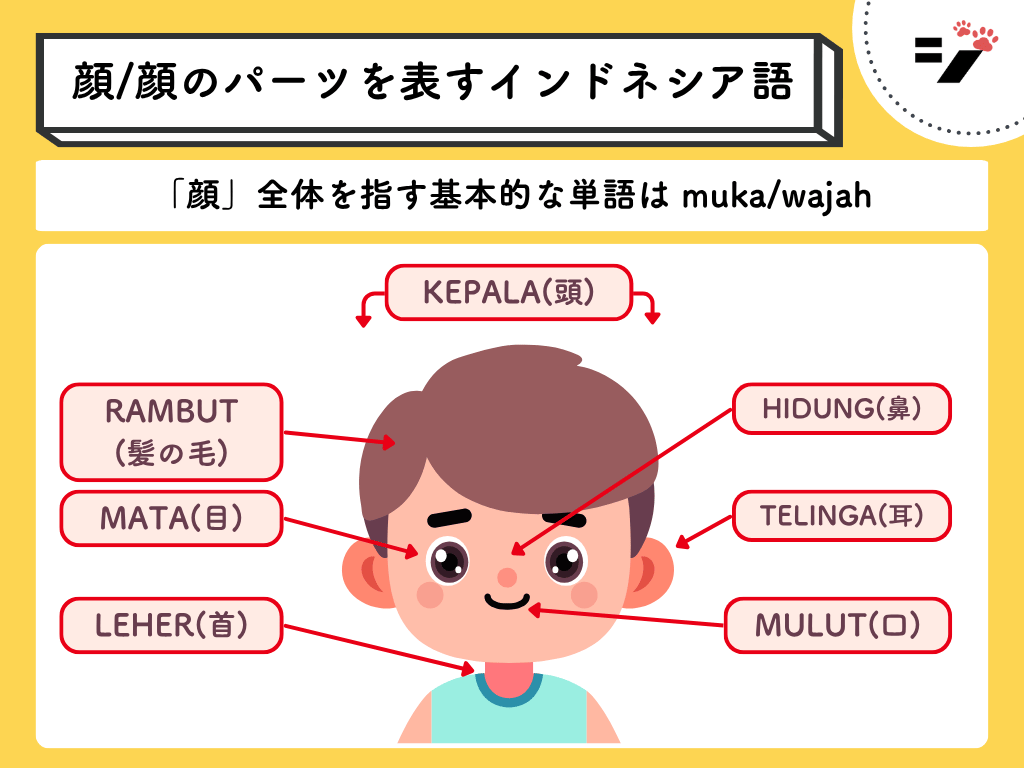 顔/顔のパーツを表すインドネシア語の図解