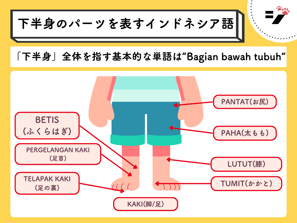 下半身のパーツを表すインドネシア語の図解