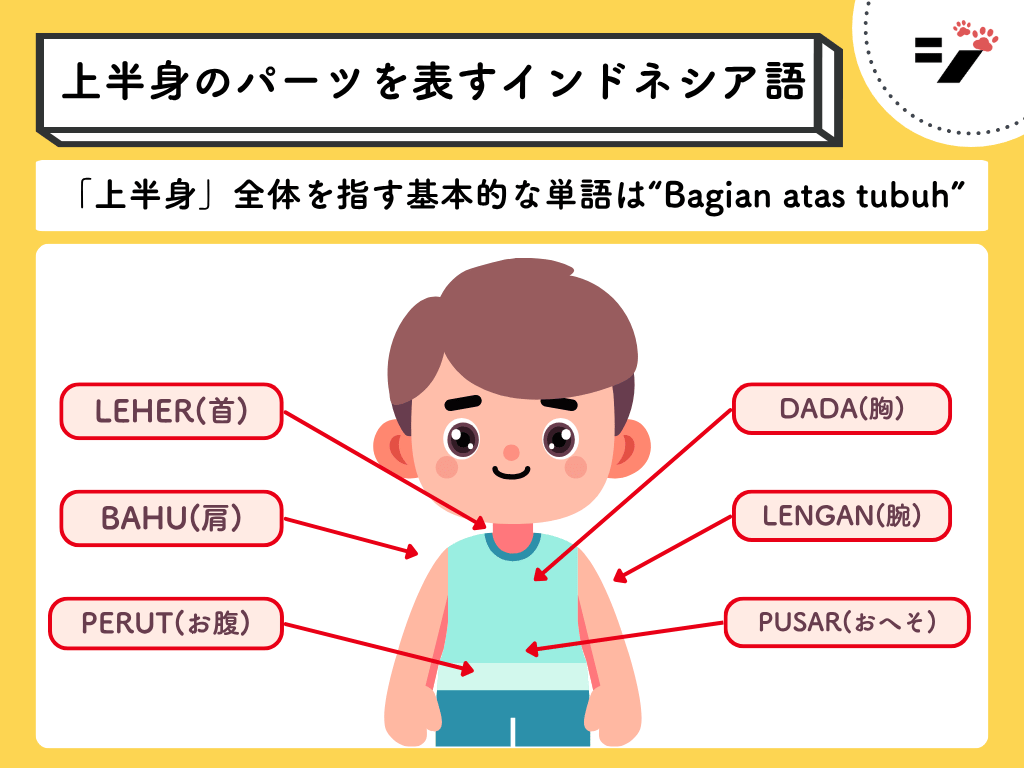上半身の身体のパーツを表すインドネシア語の図解